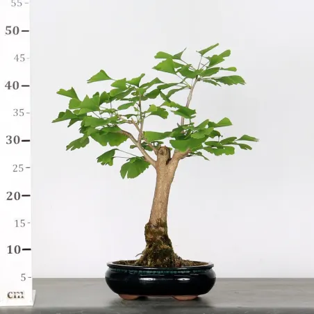 image supplémentaire - GINKGO BILOBA 1-5