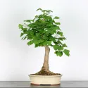 GINKGO BILOBA 1-6