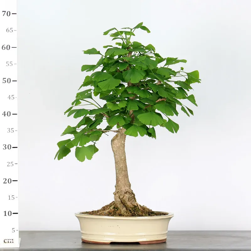 image supplémentaire - GINKGO BILOBA 1-6
