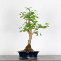 GINKGO BILOBA 1-7