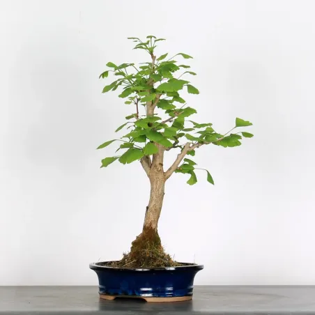 GINKGO BILOBA 1-7