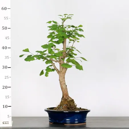 image supplémentaire - GINKGO BILOBA 1-7