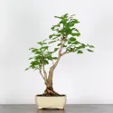 GINKGO BILOBA 1-9