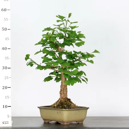 image supplémentaire - GINKGO BILOBA 1-10