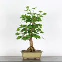 GINKGO BILOBA 1-10
