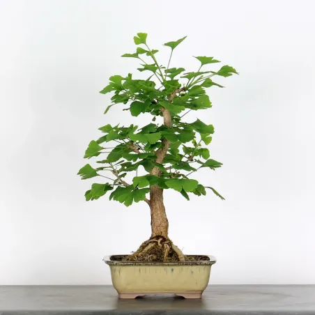 GINKGO BILOBA 1-10
