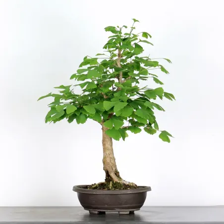 GINKGO BILOBA 2-2