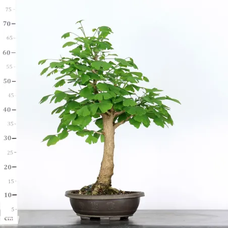 image supplémentaire - GINKGO BILOBA 2-2