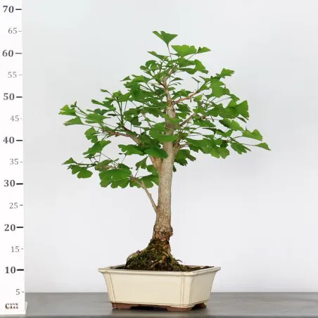 image supplémentaire - GINKGO BILOBA 2-3