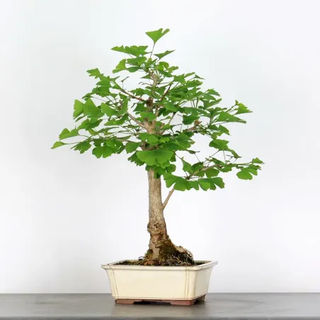 GINKGO BILOBA 2-3