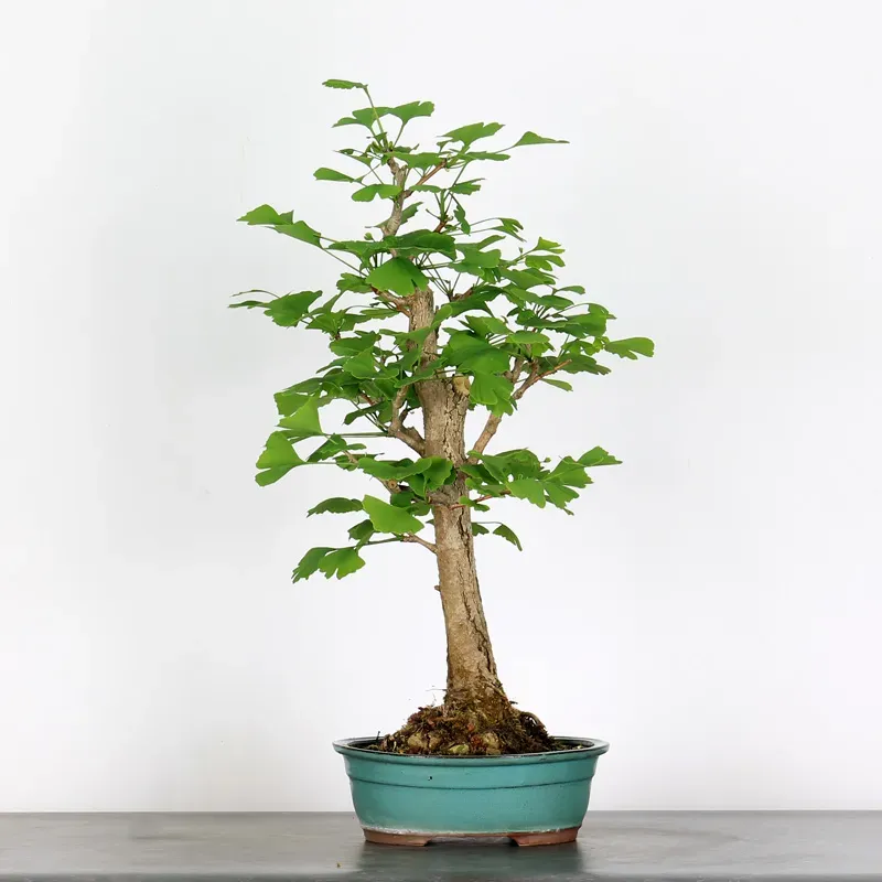 GINKGO BILOBA 2-4