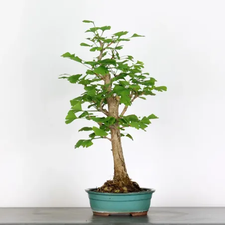 GINKGO BILOBA 2-4