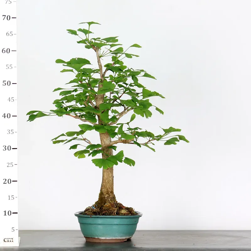 image supplémentaire - GINKGO BILOBA 2-4