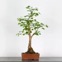 GINKGO BILOBA 2-8