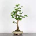 GINKO BILOBA GI 2-10