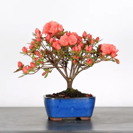 JAPANESE AZALEA "ROSA KING" 1-2