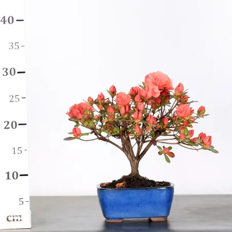 image supplémentaire - JAPANESE AZALEA "ROSA KING"...
