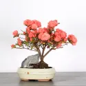 AZALÉE JAPONAISE "FLASH DANCE SALMON" 1-3