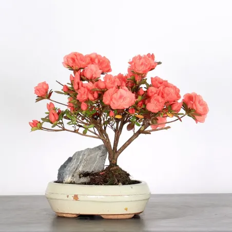 JAPANESE AZALEA "ROSA KING" 1-3