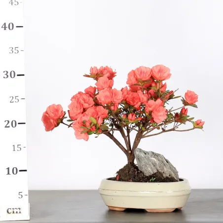 image supplémentaire - JAPANESE AZALEA "ROSA KING"...