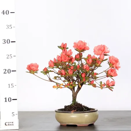 image supplémentaire - JAPANESE AZALEA "ROSA KING"...