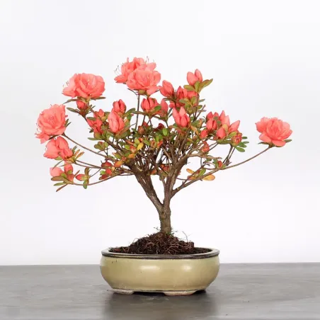JAPANESE AZALEA "ROSA KING" 1-5