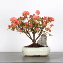 AZALÉE JAPONAISE "FLASH DANCE SALMON" 2-1