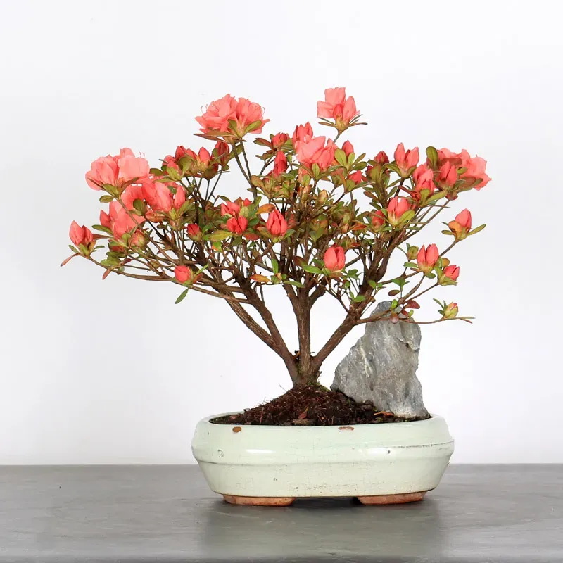 AZALÉE JAPONAISE "ROSA KING" 2-1