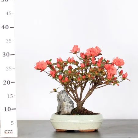 image supplémentaire - AZALÉE JAPONAISE "ROSA...