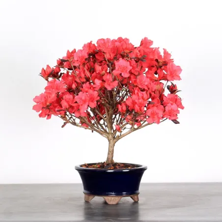 JAPANESE AZALEA 2-2