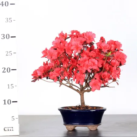image supplémentaire - JAPANESE AZALEA 2-2