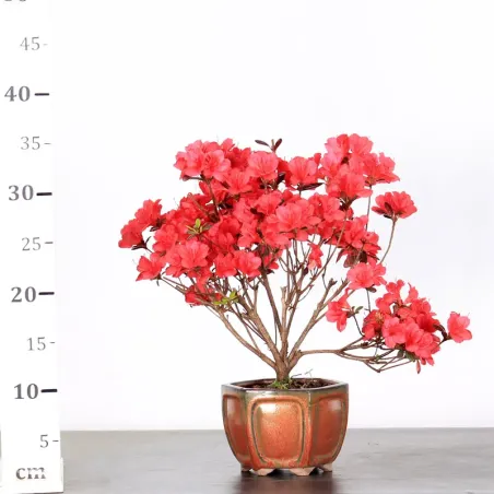 image supplémentaire - JAPANESE AZALEA 2-3