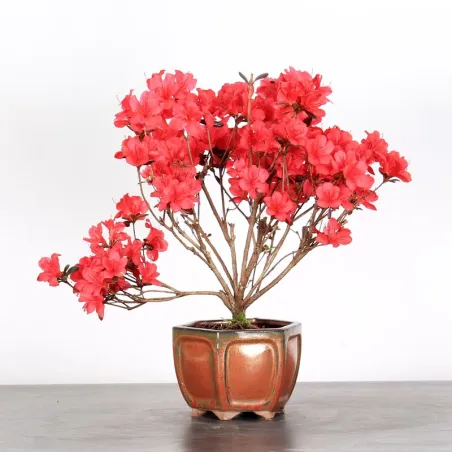 JAPANESE AZALEA 2-3