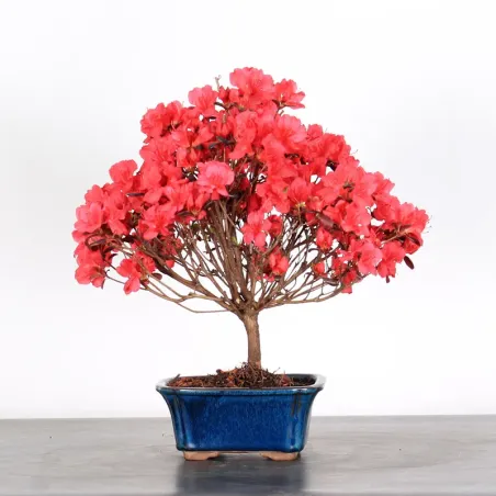 JAPANESE AZALEA 2-4