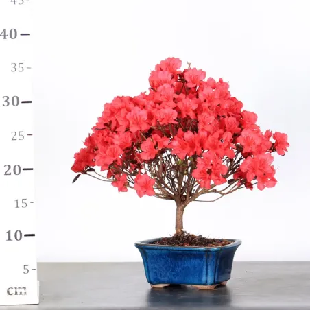image supplémentaire - JAPANESE AZALEA 2-4