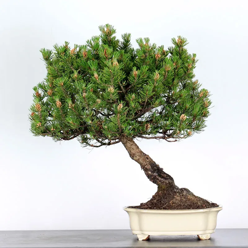 Mugo Bonsai Pine PM-1-2