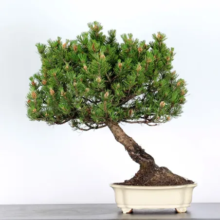 Mugo Bonsai Pine PM-1-2