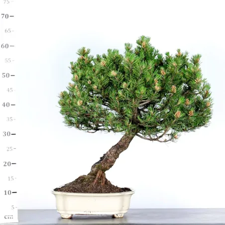 image supplémentaire - BONSAI PINUS MUGO 1-2