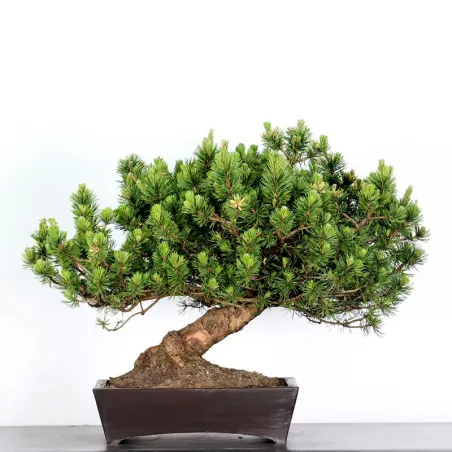 BONSAI PINUS MUGO 1-22