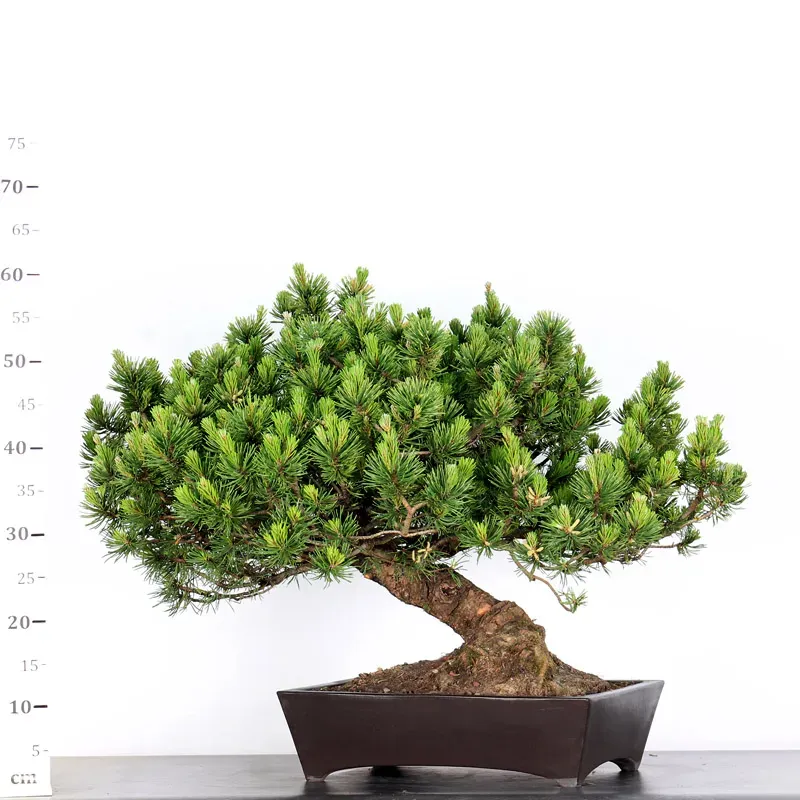 image supplémentaire - BONSAI PINUS MUGO 1-22