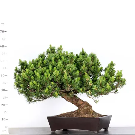 image supplémentaire - BONSAI PINUS MUGO 1-22