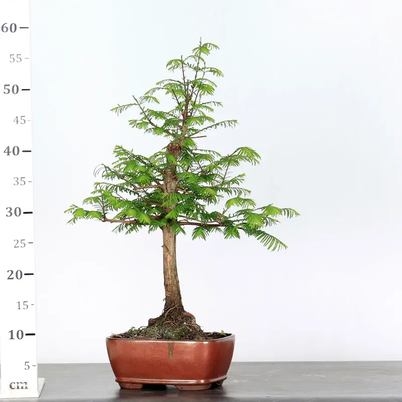 image supplémentaire - METASEQUOIA ME-1-1