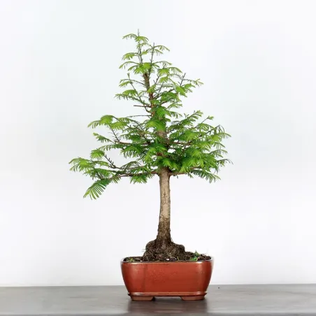 Bonsai METASEQUOIA ME-1-1