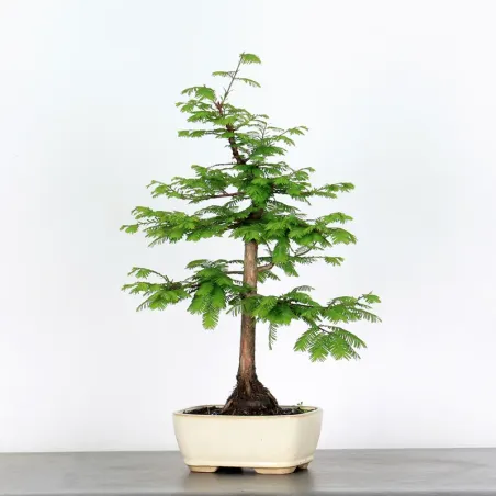 Bonsai METASEQUOIA ME-1-2