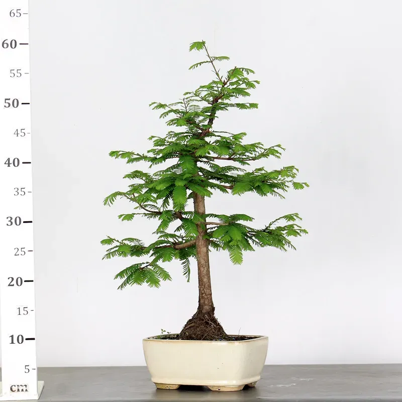 image supplémentaire - METASEQUOIA ME-1-2