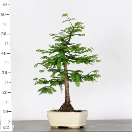 image supplémentaire - METASEQUOIA ME-1-2