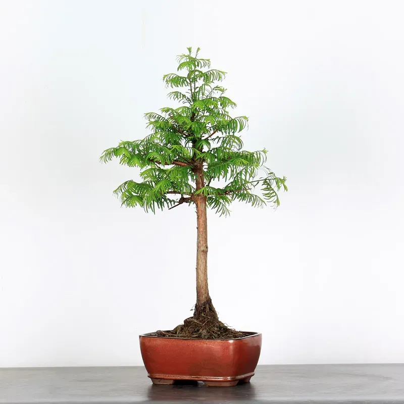 Bonsai METASEQUOIA ME-1-3
