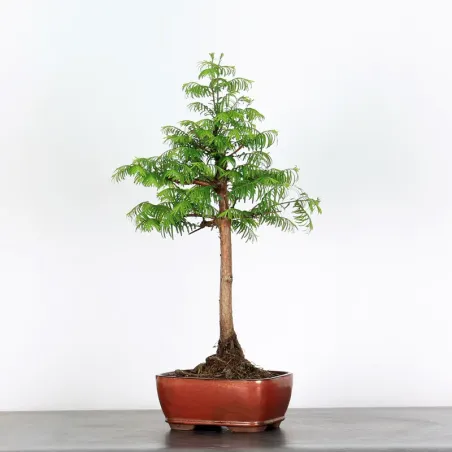 Bonsai METASEQUOIA ME-1-3