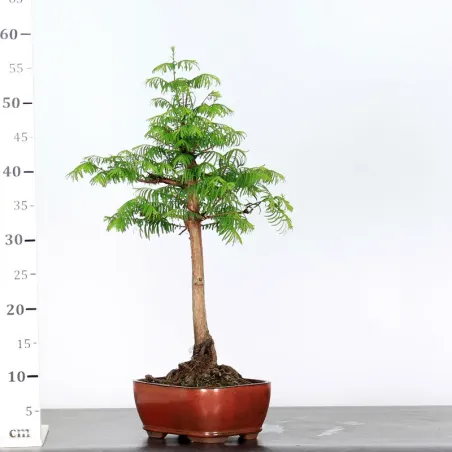 image supplémentaire - METASEQUOIA ME-1-3