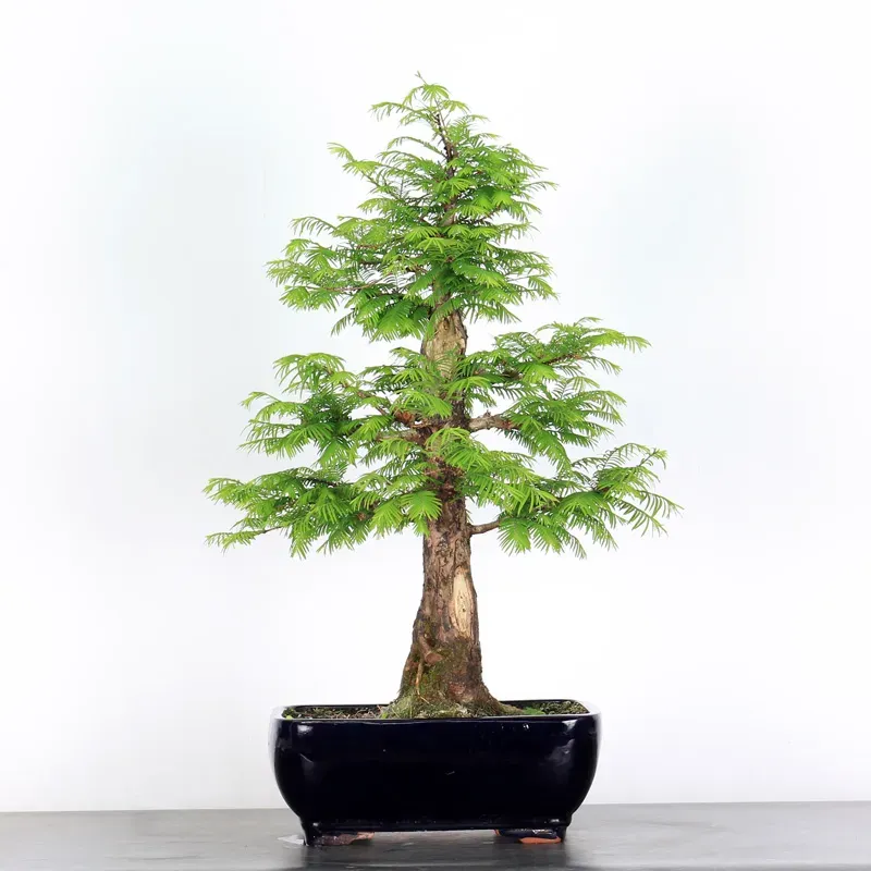 Bonsai METASEQUOIA ME-1-4
